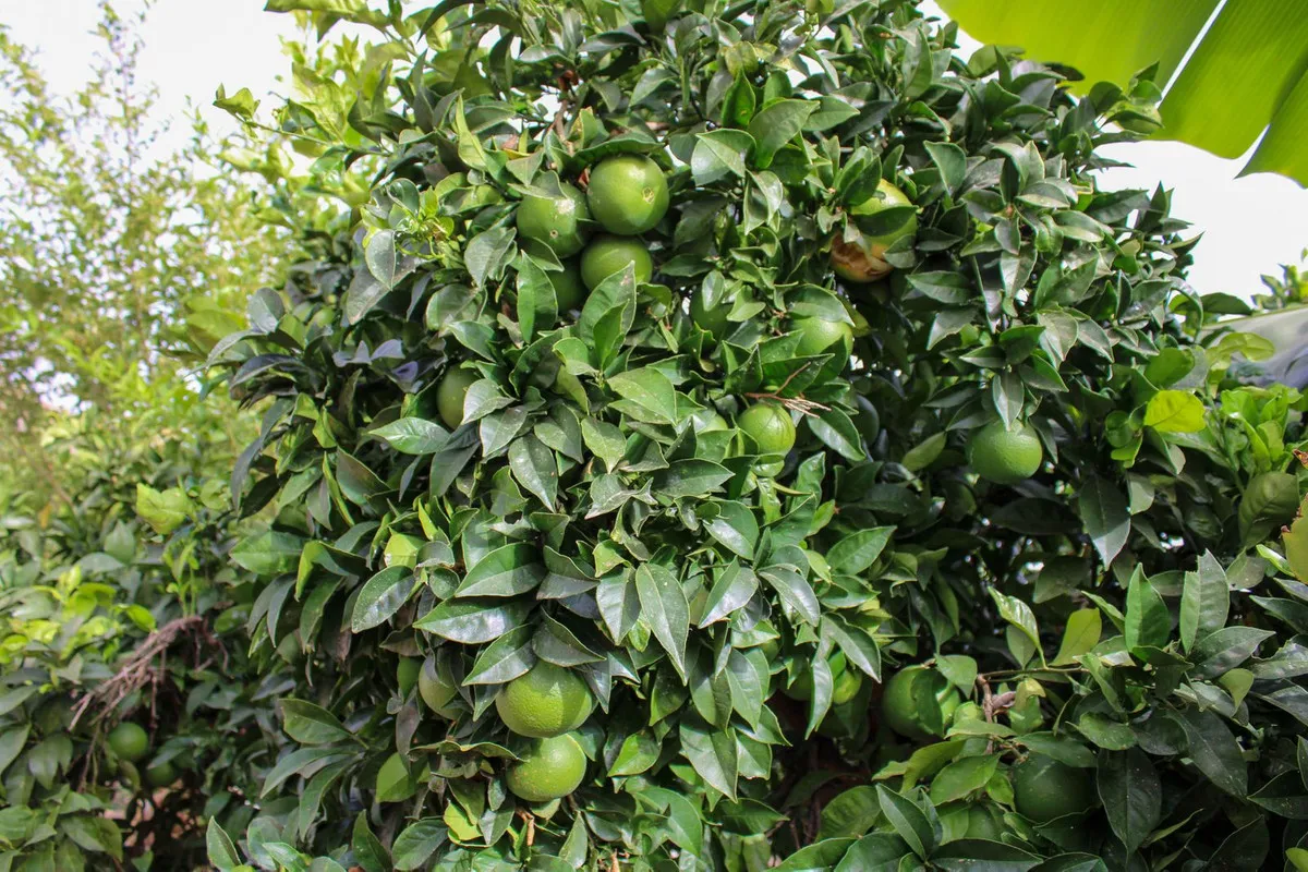 057cae6b-3a4c-466c-9bfd-7184605fb9c2