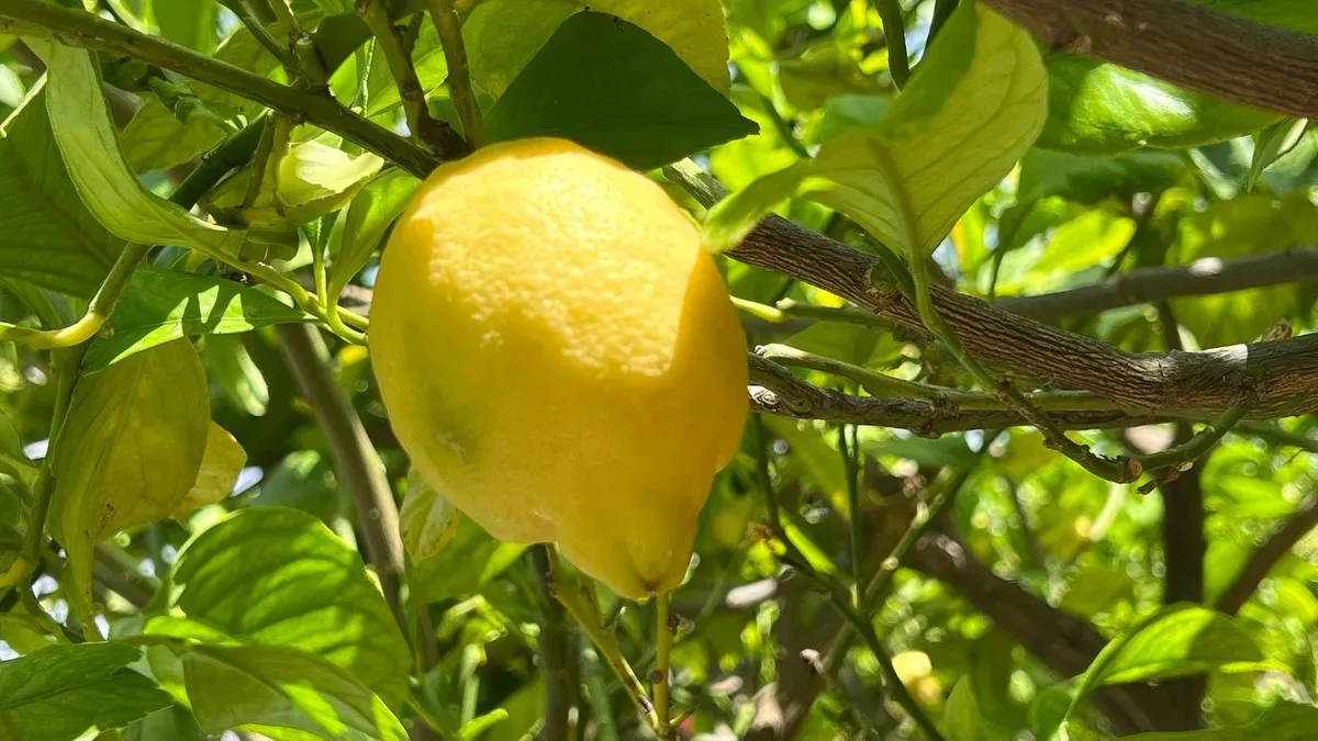 a56167c4-b8ef-4ca0-b4ed-f8a63d1c4e59