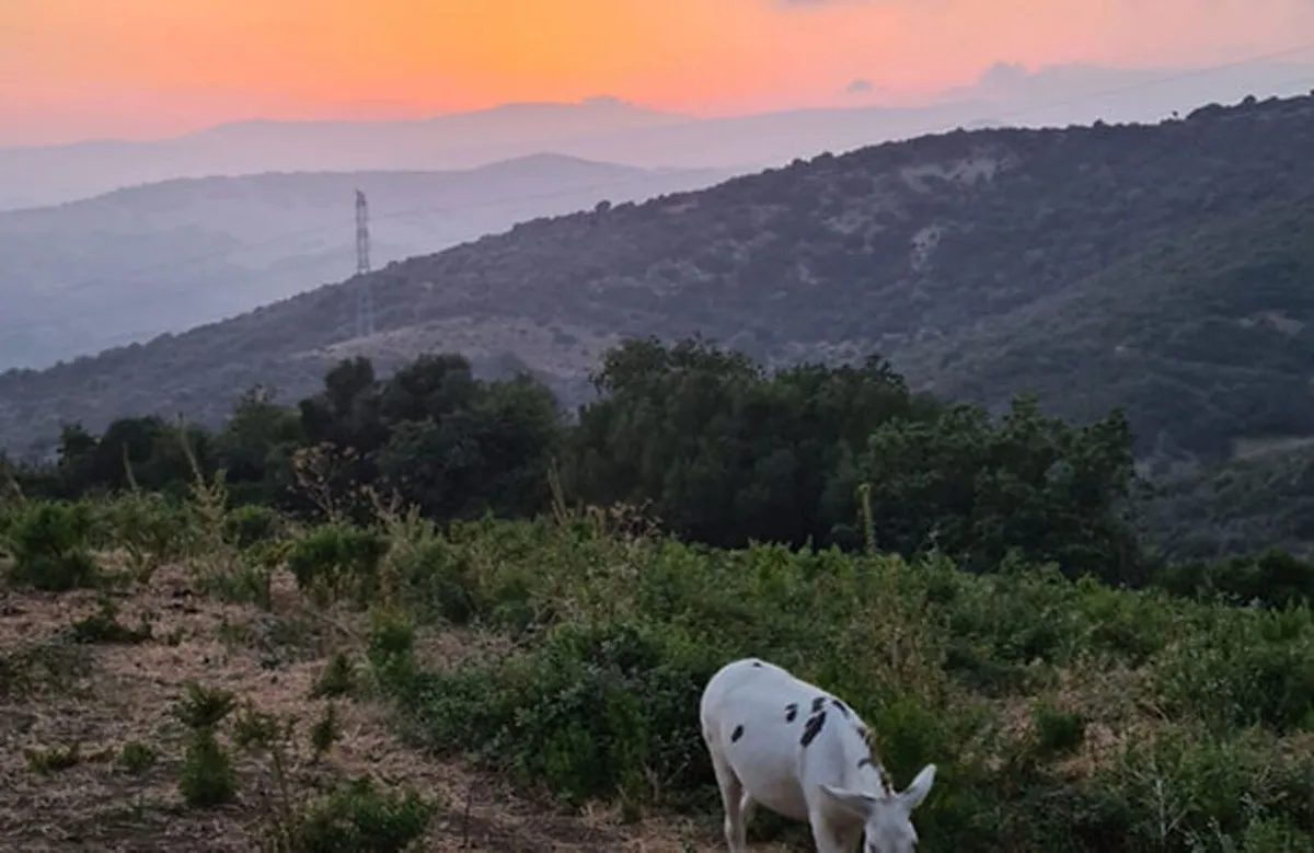 e970be11-3655-446d-868c-6e80bb4336ae