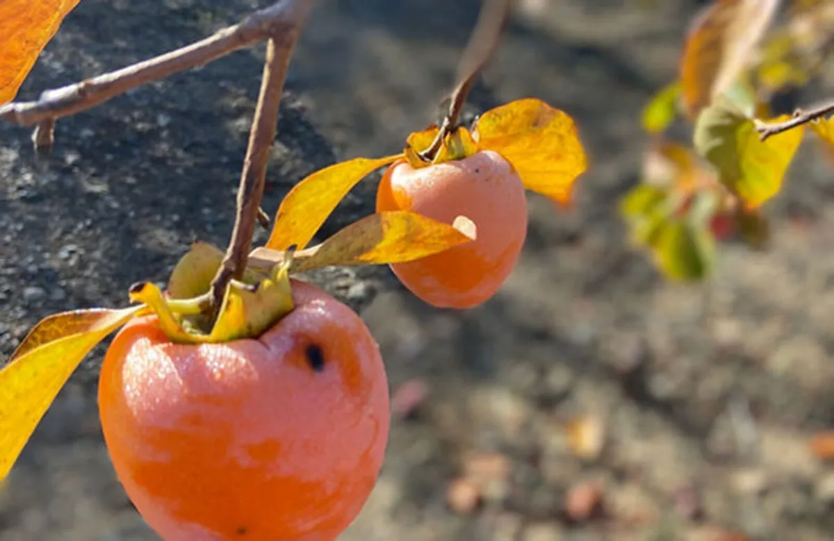 feab4aac-394e-4bee-83f1-2d1c256b9849