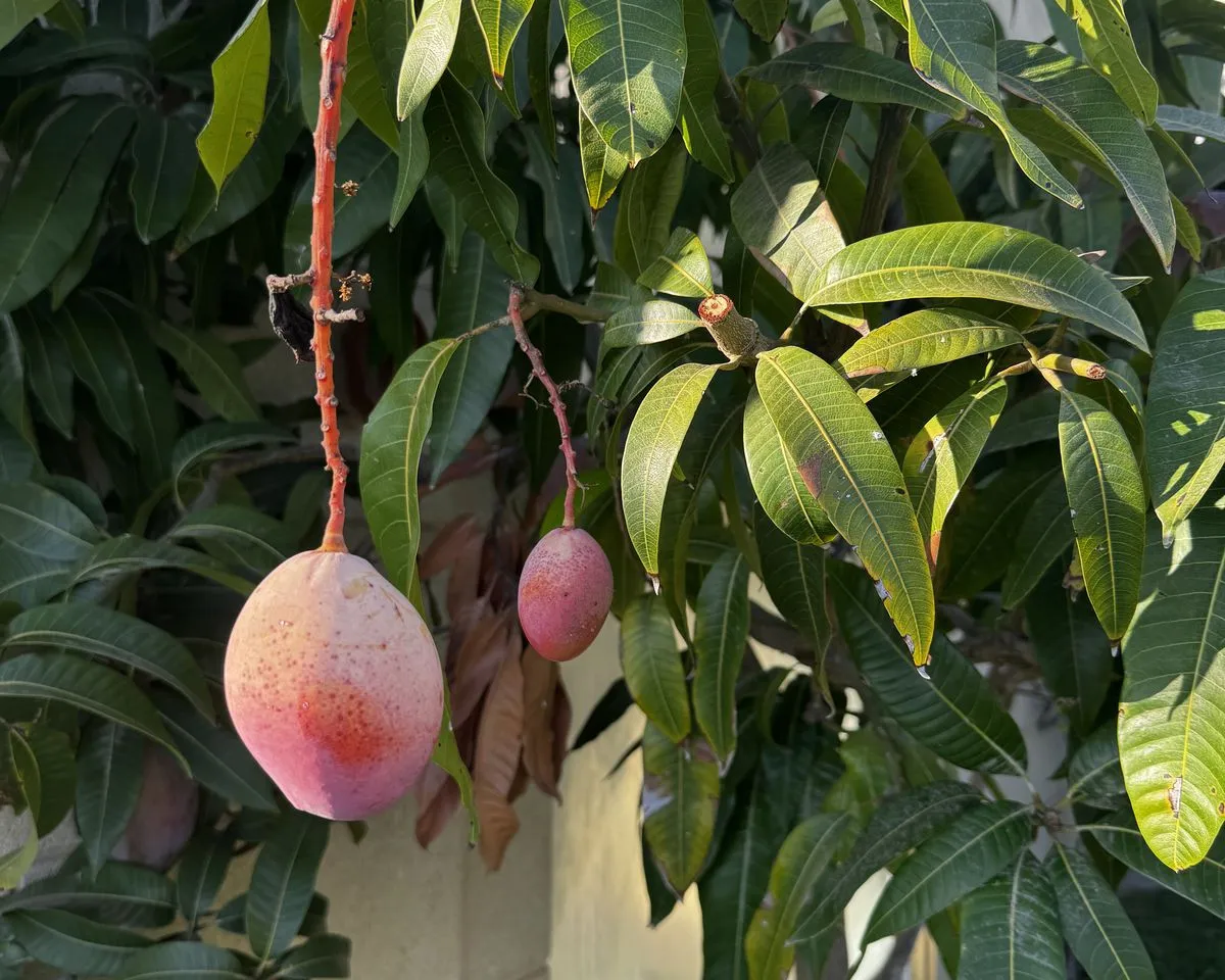 d4c3fd22-d2b6-4cac-b742-a2fc4e582a00