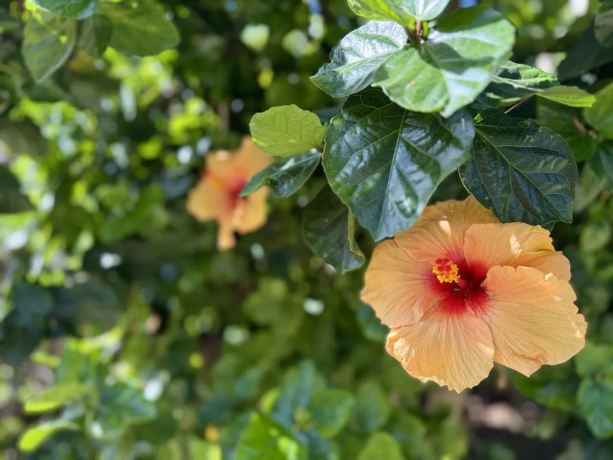 2c53baca-41e1-404a-9f1a-6cae51760ee7