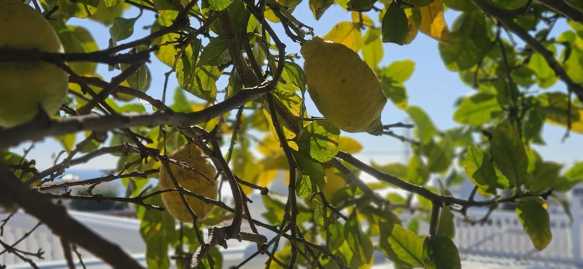 54333f3c-0549-4dfb-8af8-b055f524d649