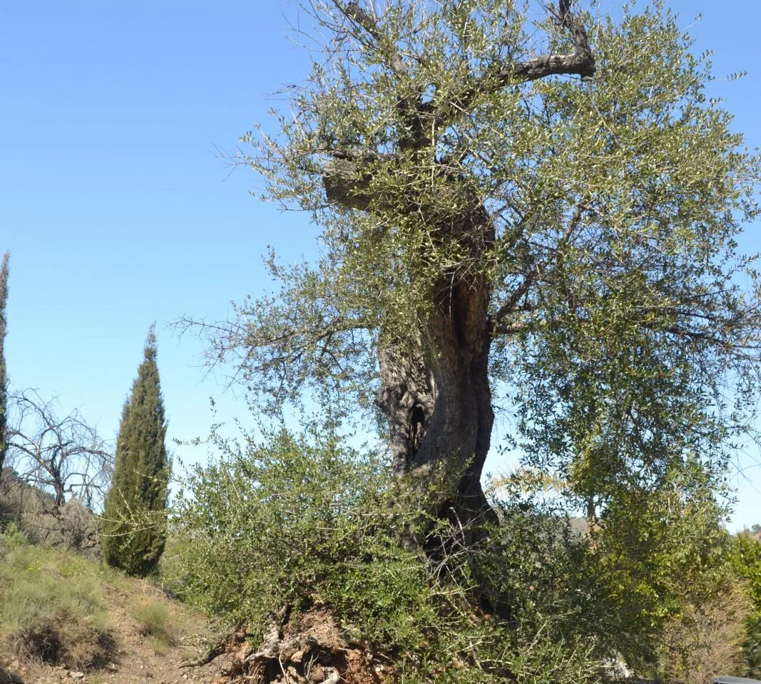 35c556d0-83dd-441c-a656-852fbb25e026