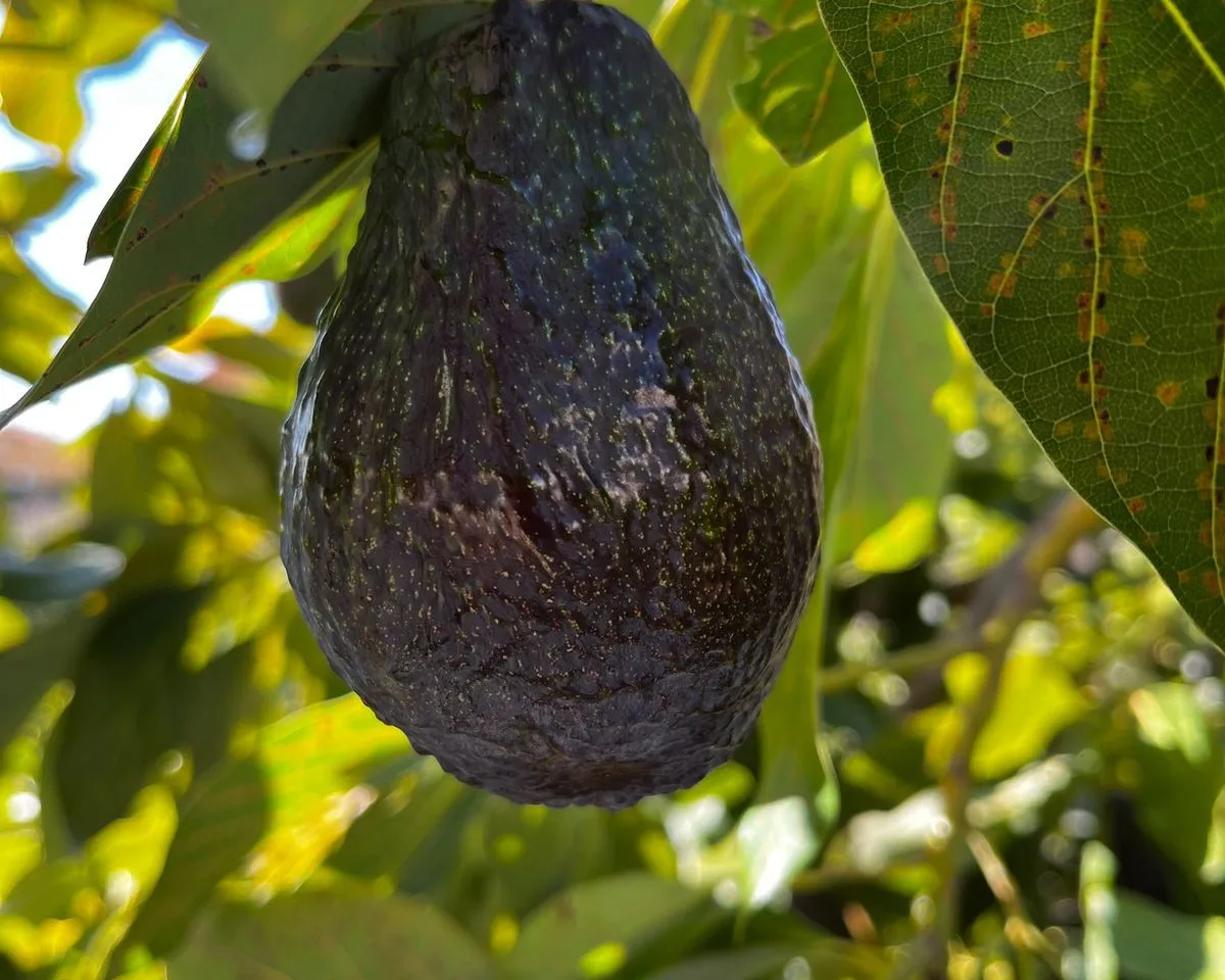 1a1df276-c290-4d52-9d44-752146cd11ef