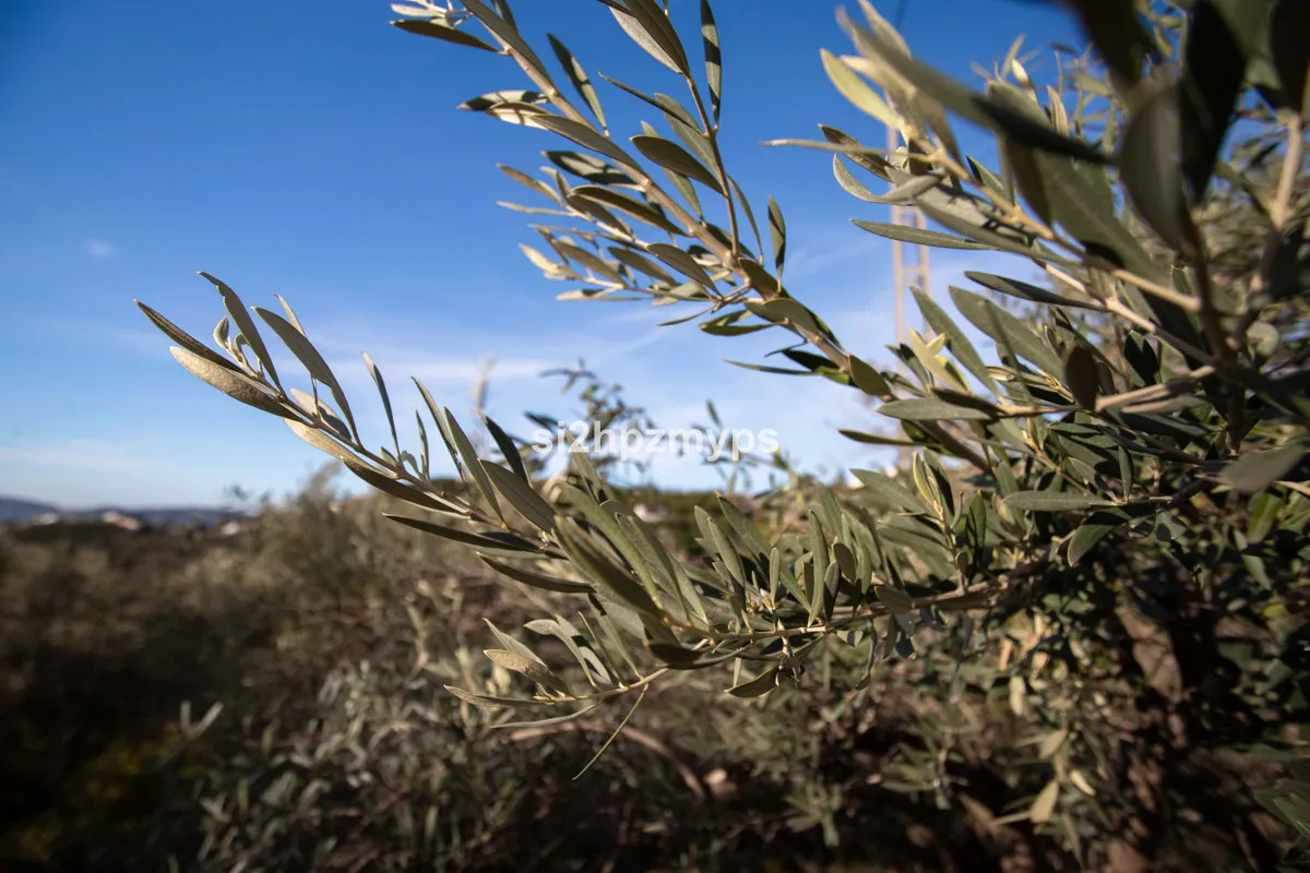 21fc77f8-a8a2-463f-a1b2-e7c213029f17