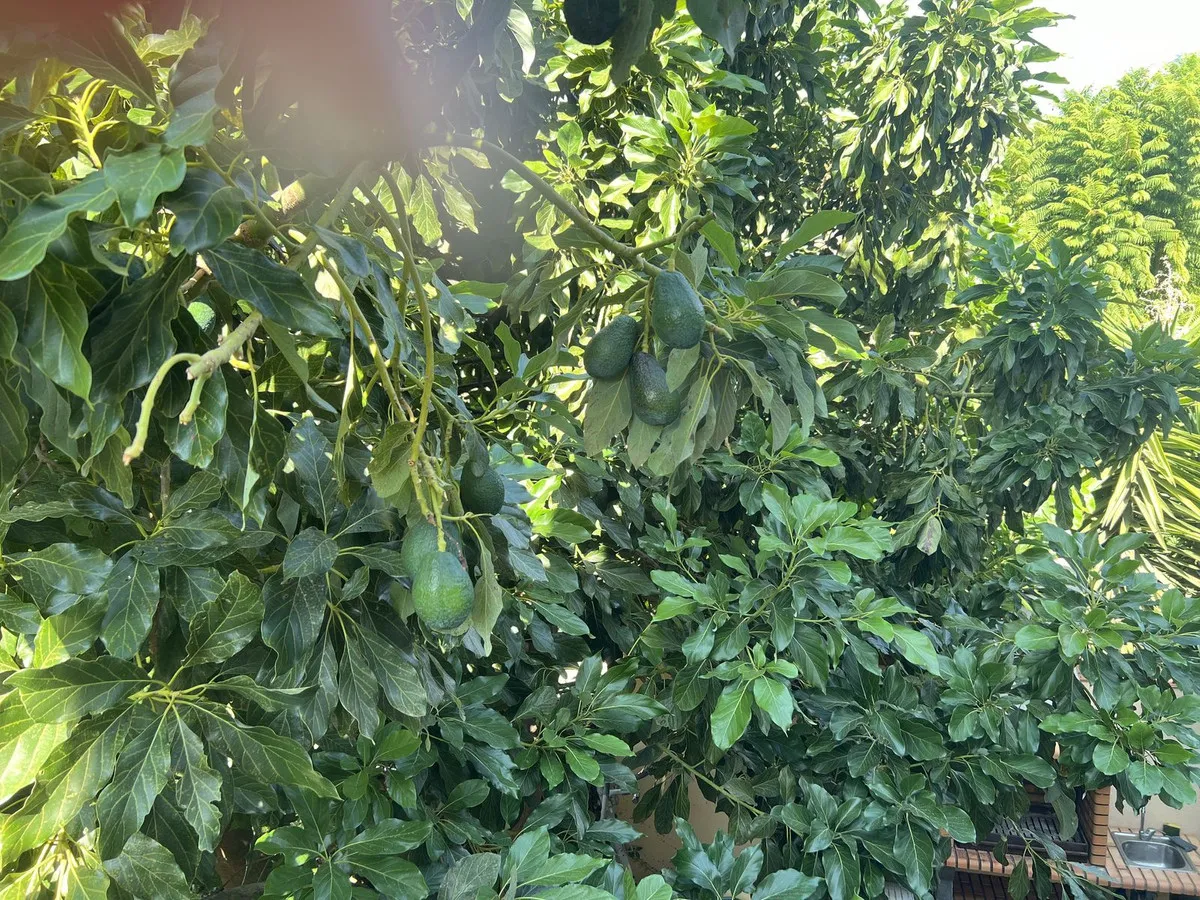 81ab7d72-c1c8-41be-bb36-0fae85c881c1