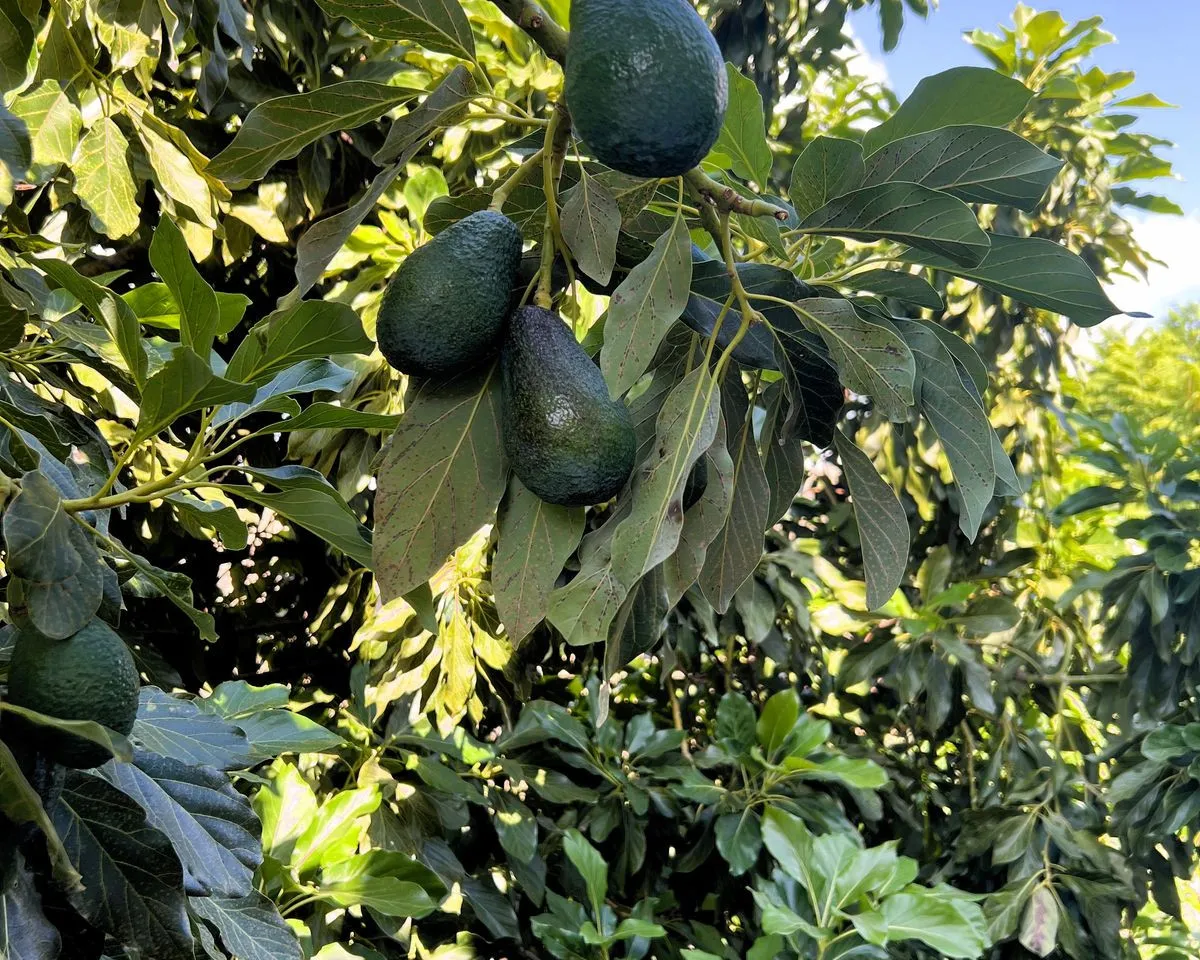 d60fe667-1883-40eb-8b72-d45656c62b7d