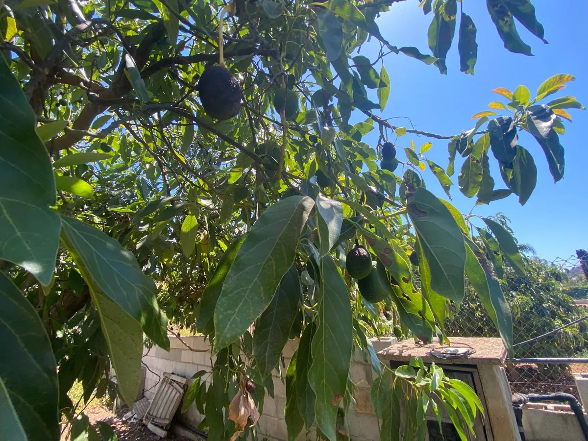 715be20c-2007-4bd8-bb89-da06bbc471dc