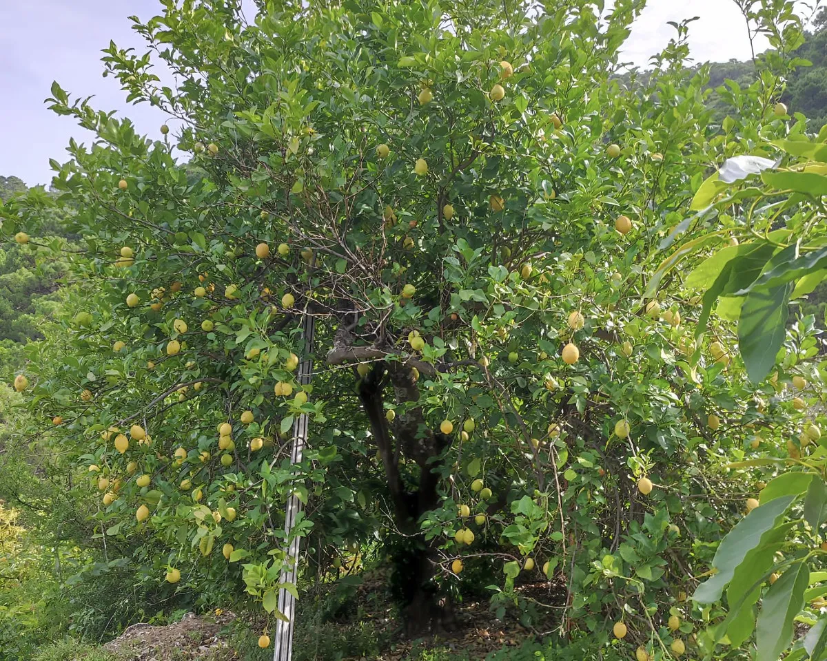 76cbe3d8-d1d7-4367-8073-fe1fe0200524