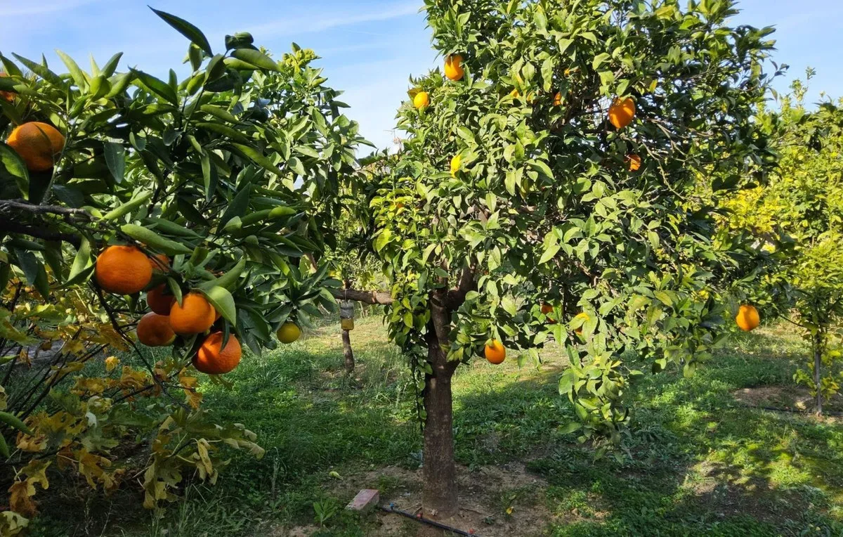 f6042e88-28a6-461d-bc44-12cf42378100