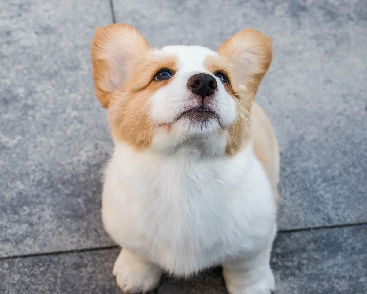 8ebeaf44-9547-4b74-ae6b-deae373a173a