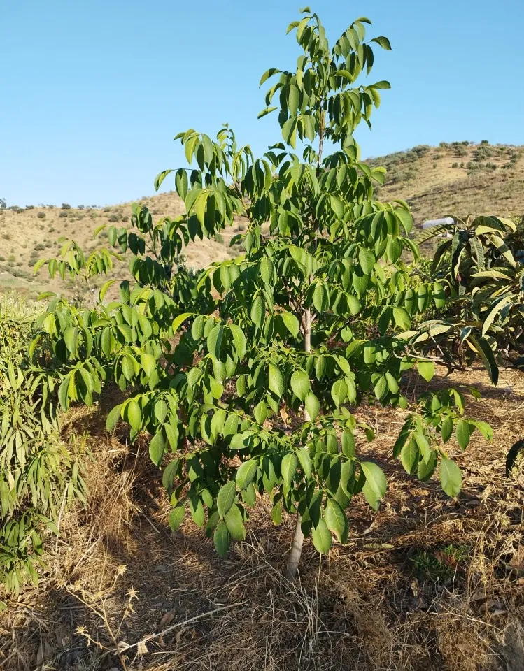 1477c371-5e31-4338-a2a1-dab2af624849