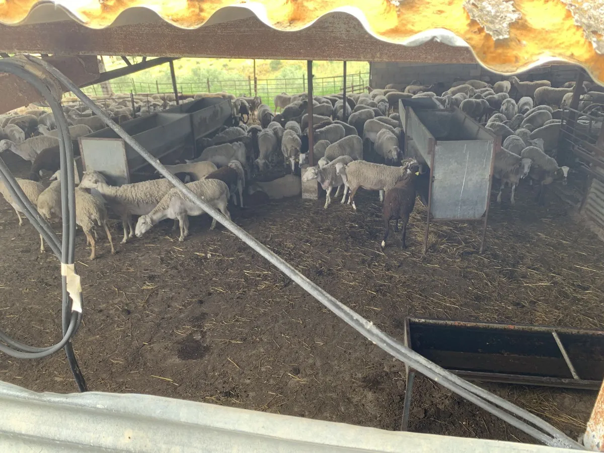 8c5111de-dd01-48cb-acb7-0270305c088e