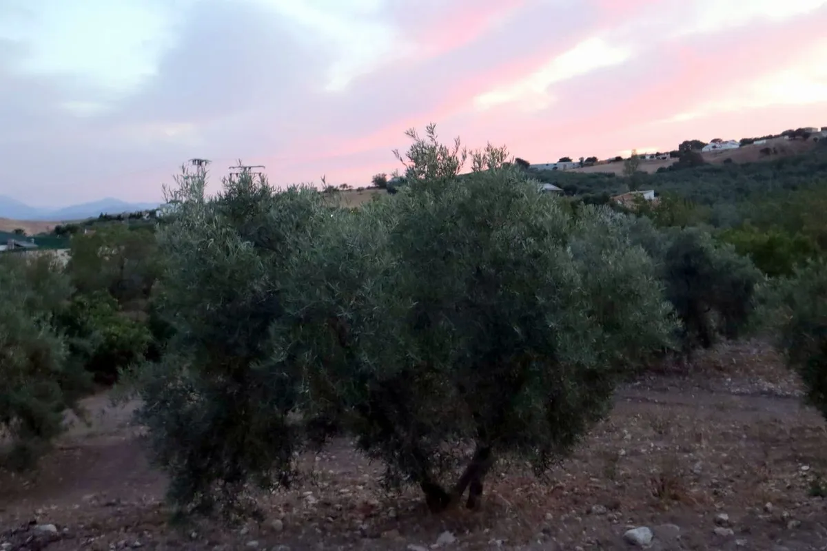 1e3e938d-b20c-44f8-80c2-c8f497fdd481