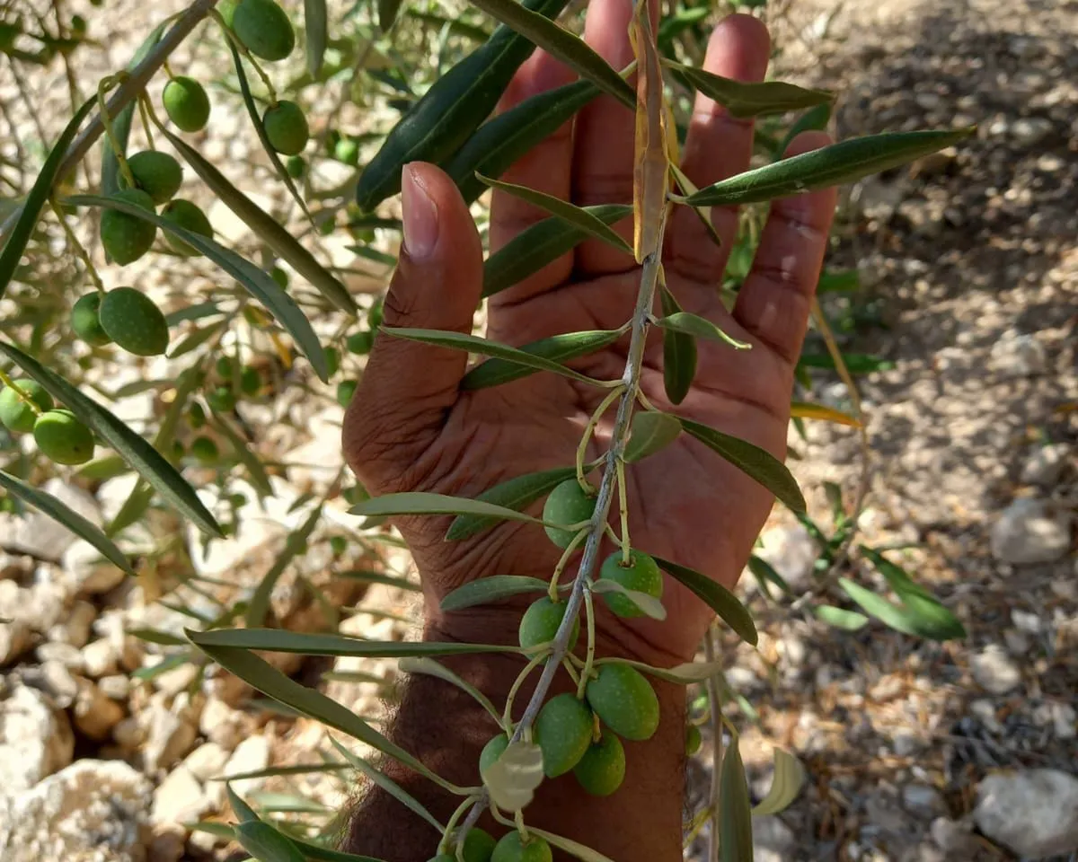 3fabfd08-35e1-43ce-a2ec-46fc51ca1e9c