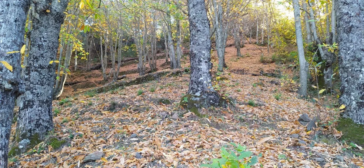 cda2cdd3-edd7-4290-927e-f0016af81d0c