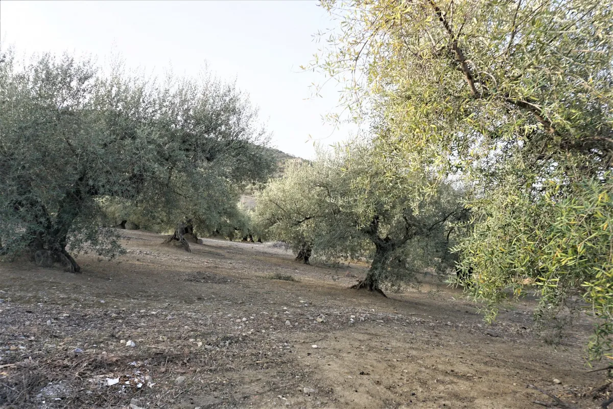 50ccceb7-5fbe-43a0-9ce5-ef4cc6e7847b