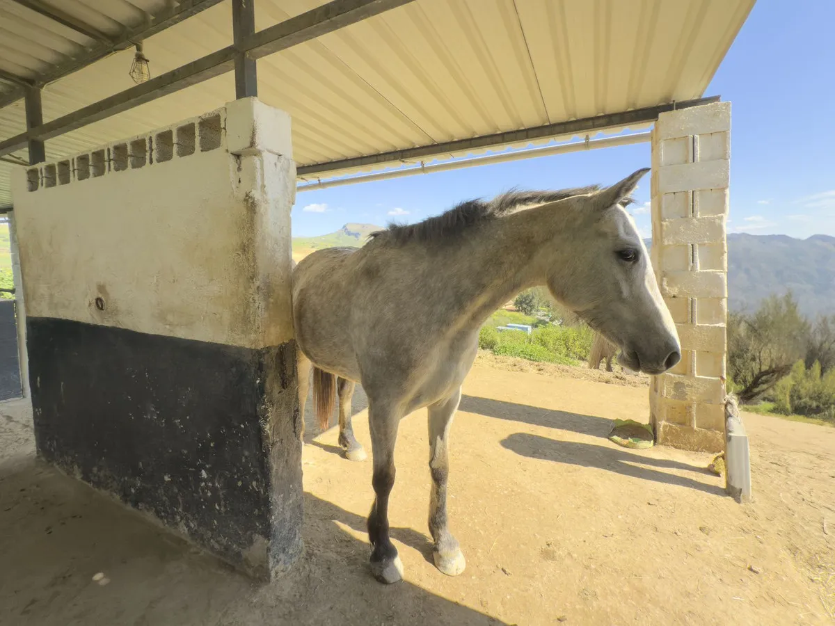 fce56690-502f-44bc-b9c5-10886e5daf1c