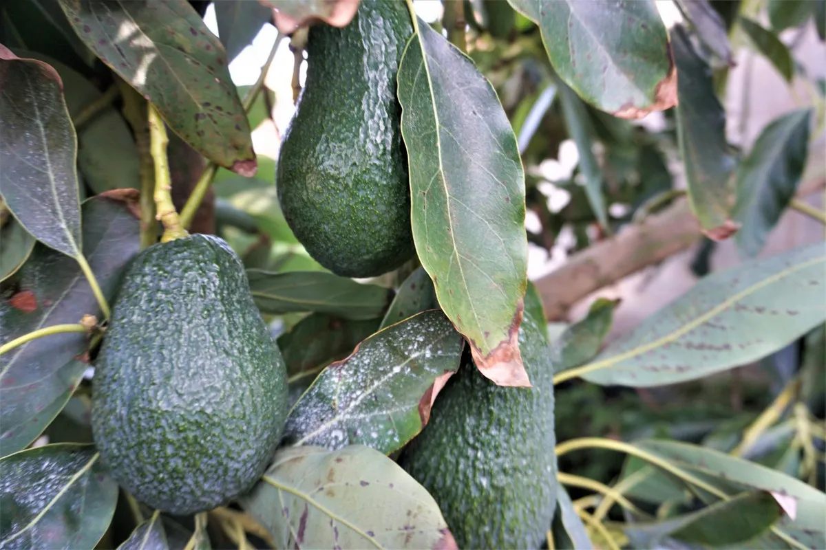 61ea7bde-6c4f-4860-807c-2038e2c0b863