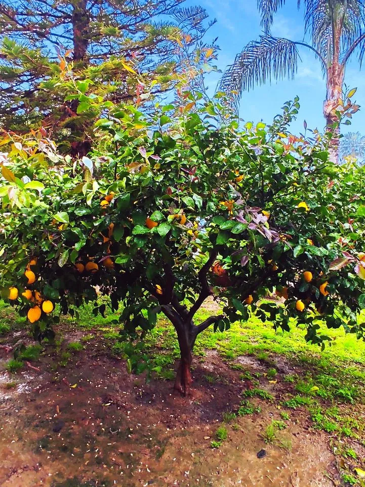 9737c3ab-6e80-414a-8e88-4c08fae72fca