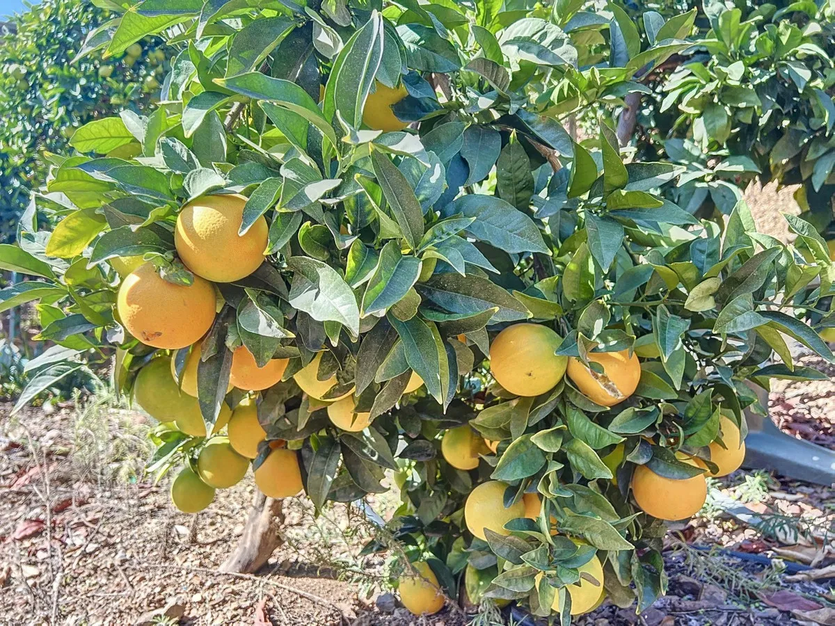 c81a5632-440a-42b6-922b-caf7e139a74a