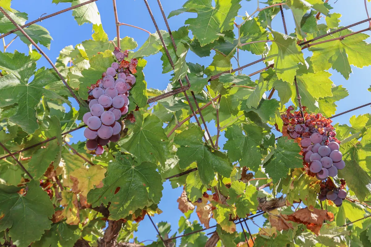 82f064f1-5957-49f5-afb0-acc1cb24ca88