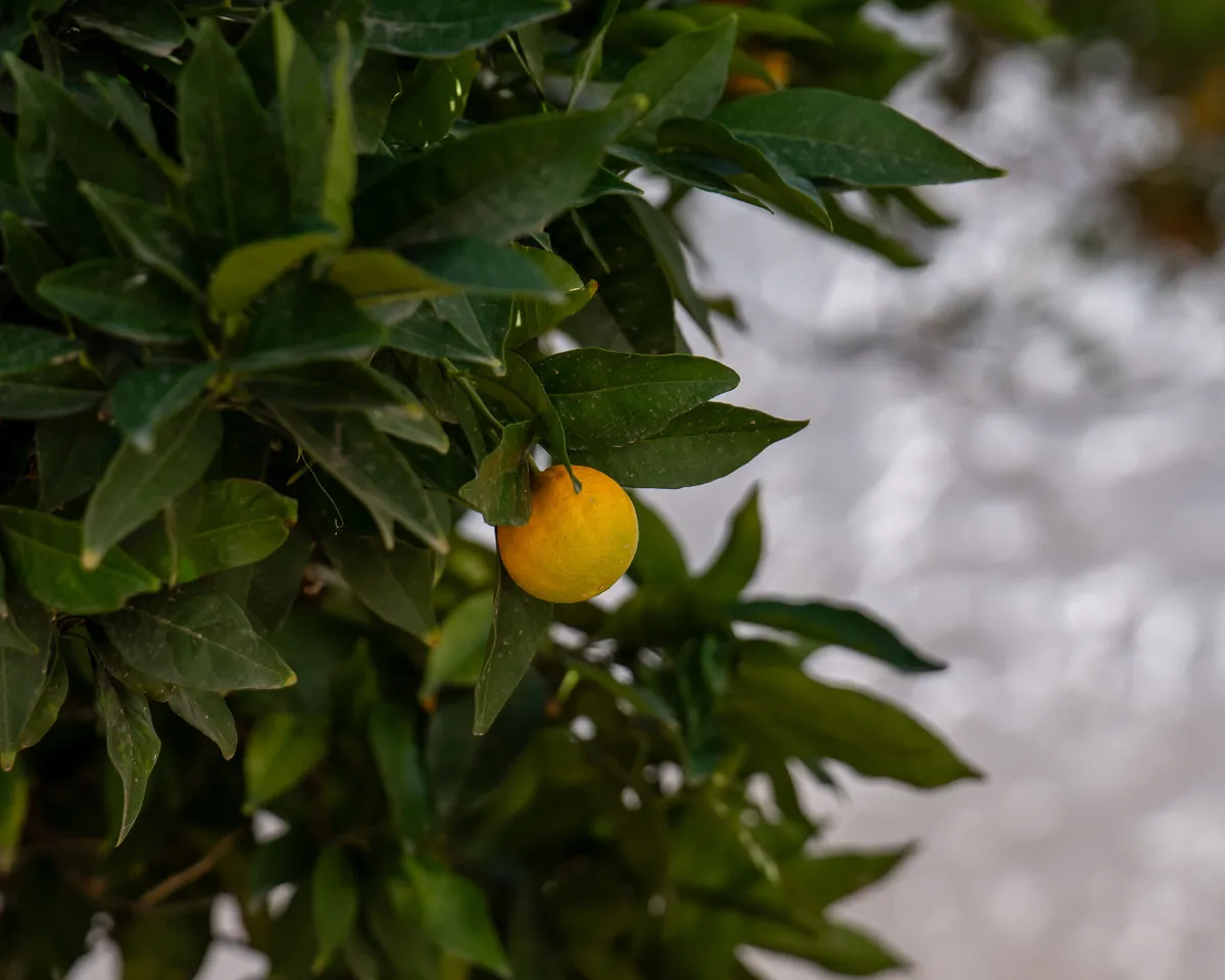 bca0b112-14d1-4cf1-92b9-db09482b5169