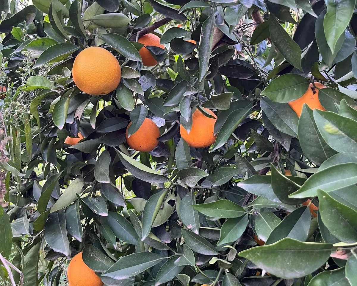 33ecdc6b-a88e-4a50-a047-6dcec7a41508