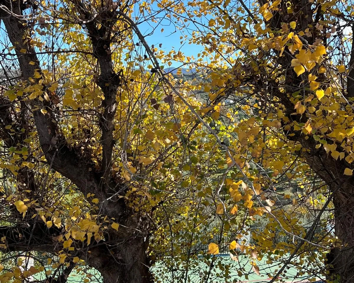 654071b9-7637-41ab-8ddf-a3e7cb6405c7