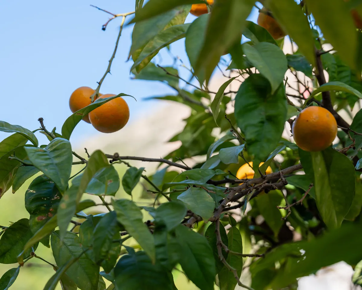 95494d43-f4d3-4716-8188-8dbbd4110532