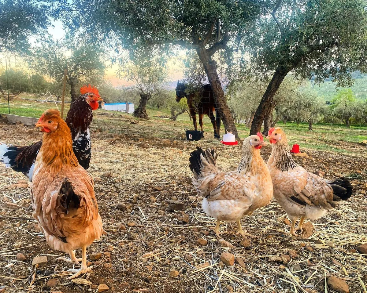 26c66fe5-5746-4e11-acf9-347ba4a98478