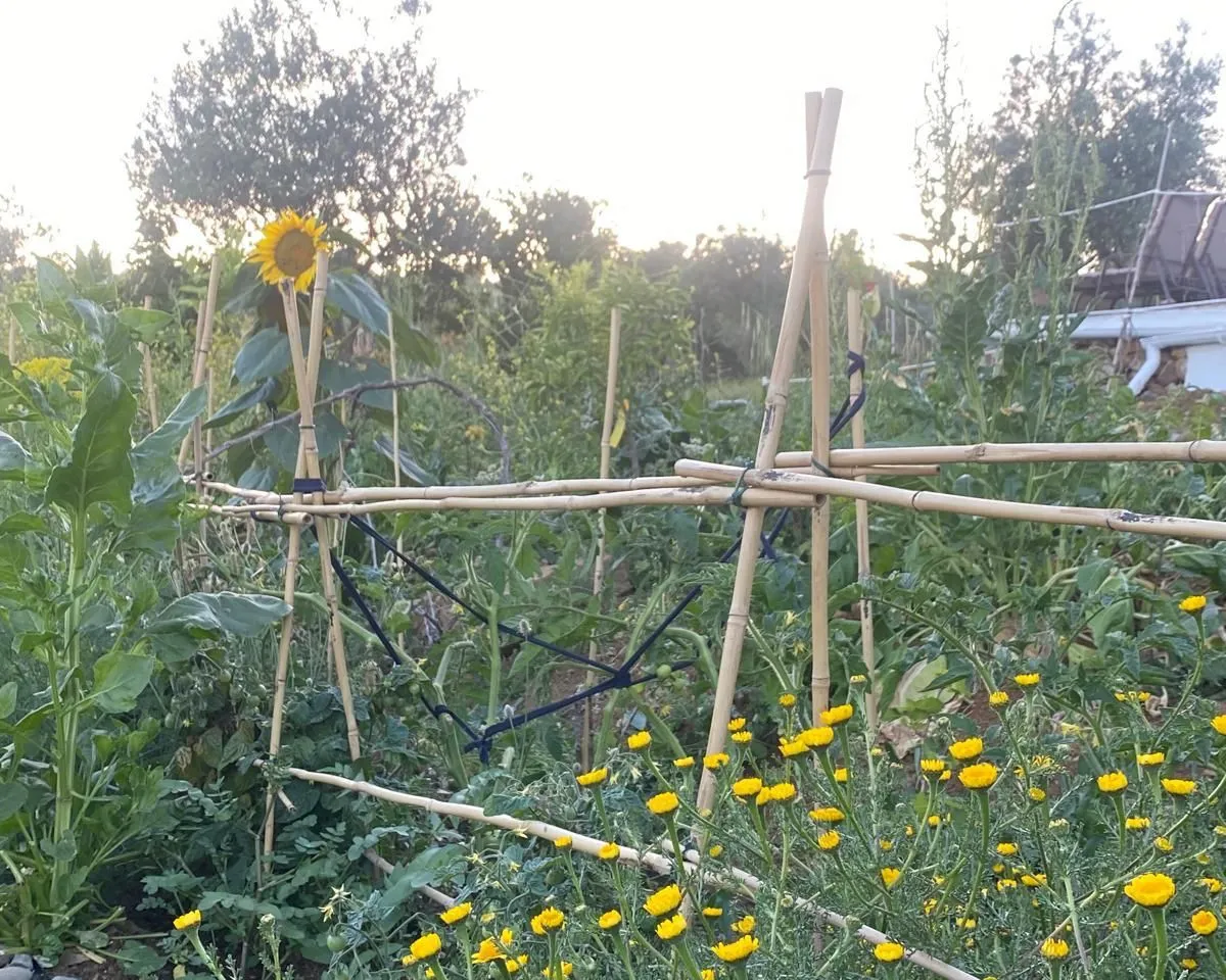 fb399858-392d-47f5-801c-7946a7c6e381