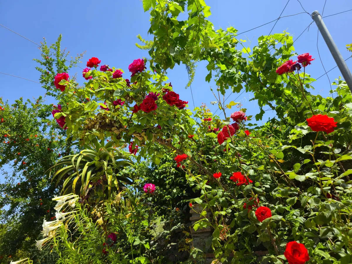 985bb242-206b-4eba-a747-066bca117a0f