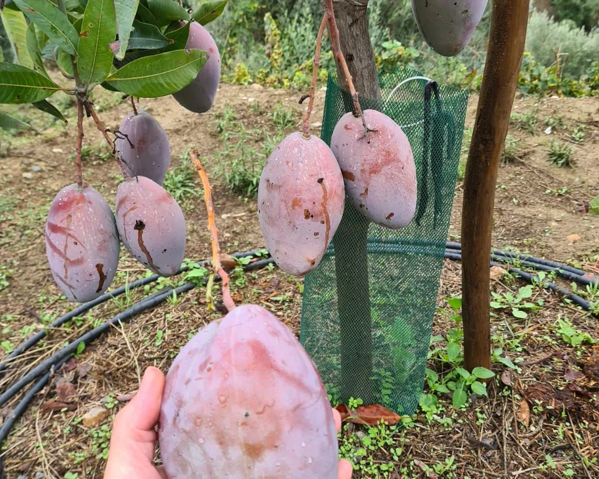 37a10a11-c2cd-4fb7-a000-3e7d55c16625