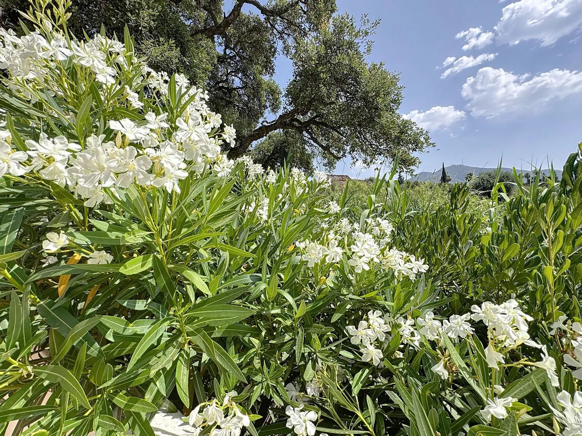 54f596f4-70f1-4f02-a1a3-e492340e442e