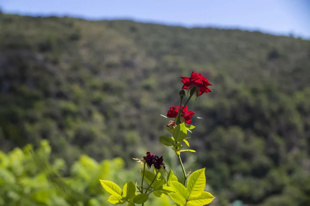 2aae982a-3937-4ca5-94cd-b33074a9b8a5