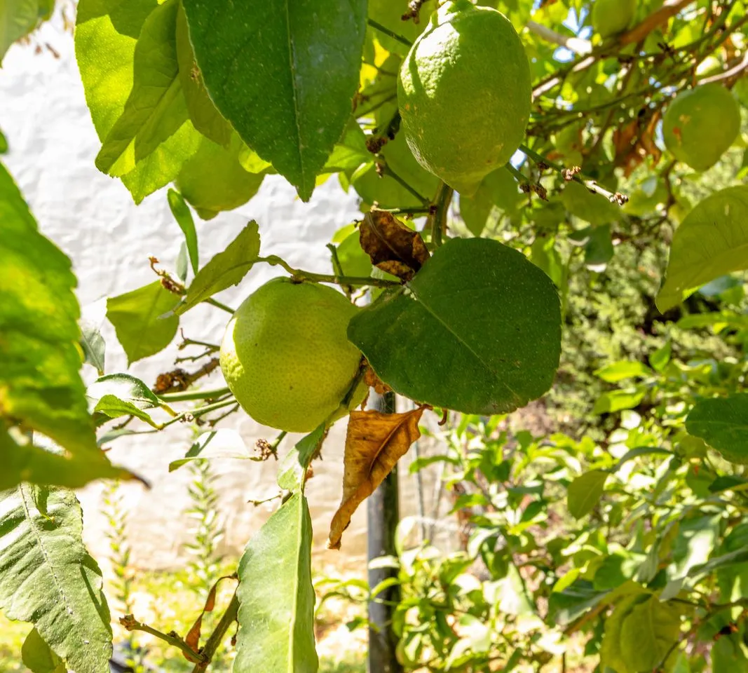 063da1a2-3180-4531-9c81-431db4de970d