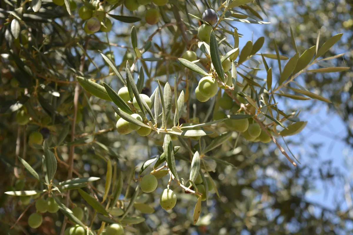 134605ee-54e4-4e99-8bc5-03b78499066a